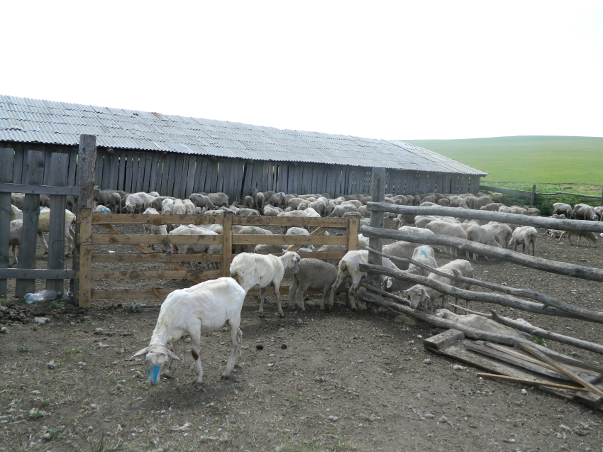 Овцеводы Забайкалья настригли 628 тонн шерсти по итогам стригальной кампании